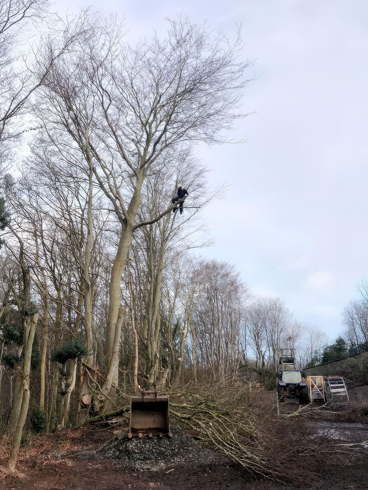 Vegetation Management