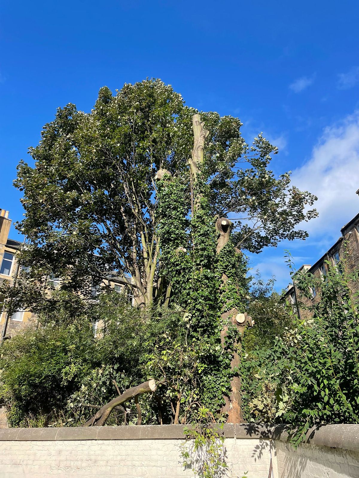 Vegetation Management