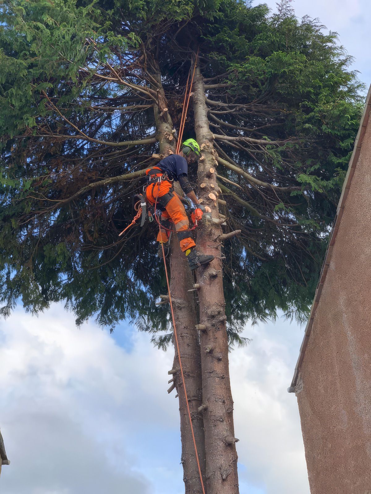 Vegetation Management Vegetation Management