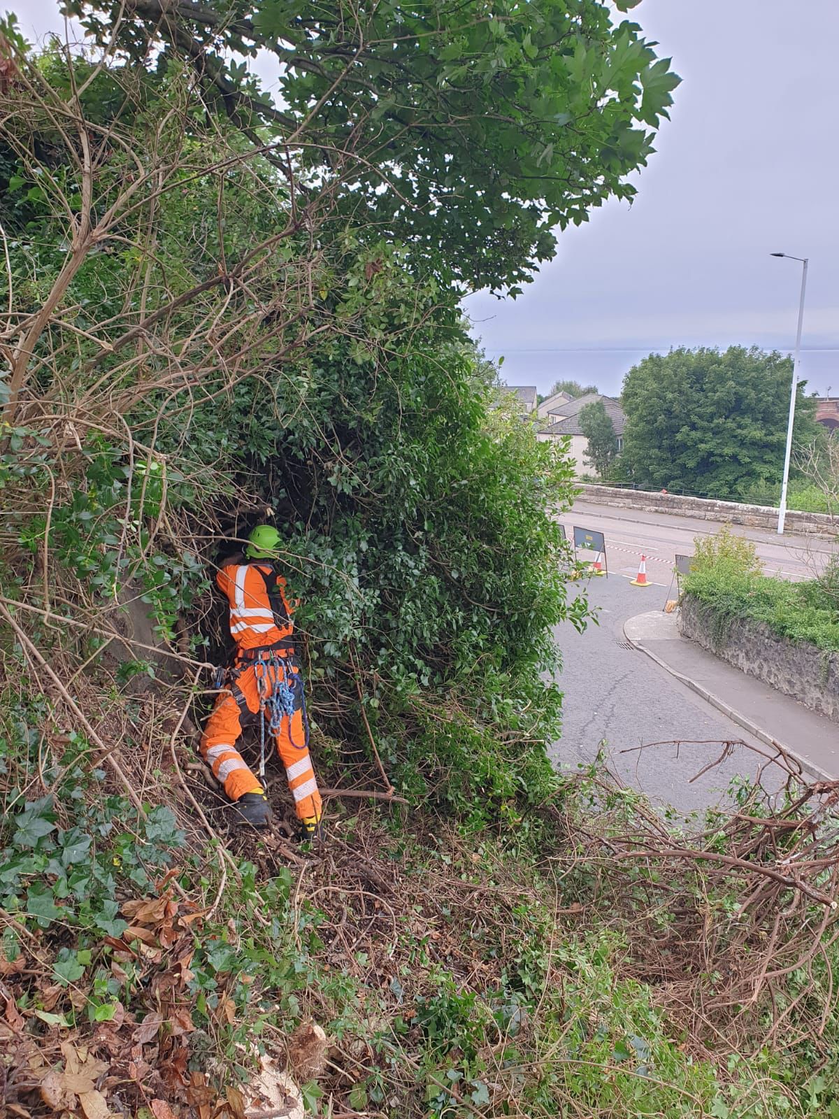 Vegetation Management Vegetation Management